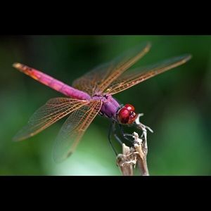 Meet your Posher, Nichole